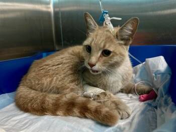 BIRDIE -  Domestic Short Hair Cat for Adoption in Boston, Massachusetts - BIRDIE | PetCurious