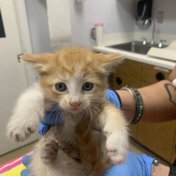 Domestic Short Hair Cats Available for Adoption in West Palm Beach, Florida - Rugulah | PetCurious