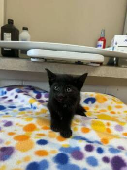 Sister Bonnie Jean -  Domestic Short Hair Cat for Adoption in Marion, Ohio - Sister Bonnie Jean | PetCurious
