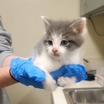 Tofu -  Domestic Short Hair Cat for Adoption - Tofu | PetCurious