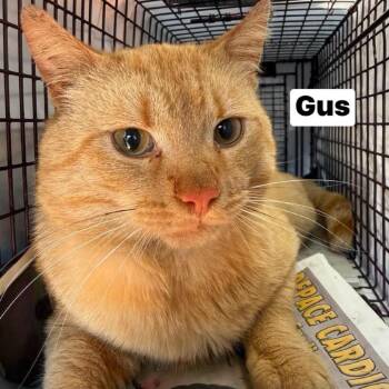 Domestic Short Hair Cats Available for Adoption in Philadelphia, Pennsylvania - Gus | PetCurious
