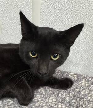 A887132 -  Domestic Short Hair Cat for Adoption in Camarillo, California - A887132 | PetCurious