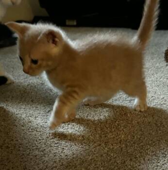 Domestic Short Hair Cats Available for Adoption in Warner Robins, Georgia - Pumbaa | PetCurious