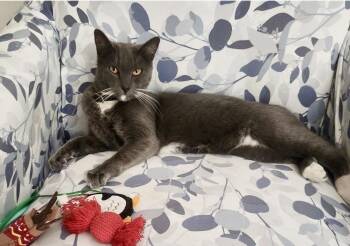 Domestic Short Hair Cats Available for Adoption in Gardena, California - Ashley | PetCurious