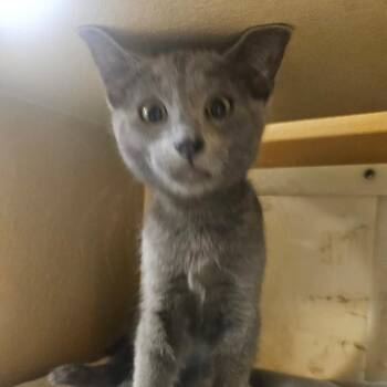 Saturn -  Domestic Short Hair Cat for Adoption in Grantsville, Utah - Saturn | PetCurious