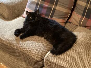 Fudge -  Domestic Long Hair Cat for Adoption in Charlotte, North Carolina - Fudge | PetCurious