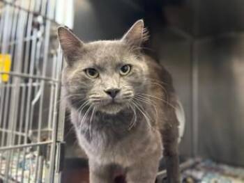 Schooner -  Domestic Short Hair Cat for Adoption in Gainesville, Florida - Schooner | PetCurious