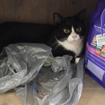 Genovese -  American Shorthair Cat for Adoption in Hartville, Ohio - Genovese | PetCurious
