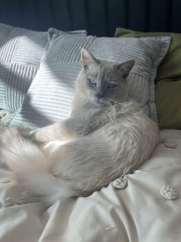 Siamese and Ragdoll Cats Available for Adoption - Jasper | PetCurious