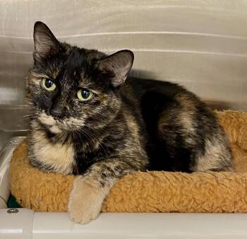 Teva -  Domestic Short Hair and Tortoiseshell Cat for Adoption in Fargo, North Dakota - Teva | PetCurious
