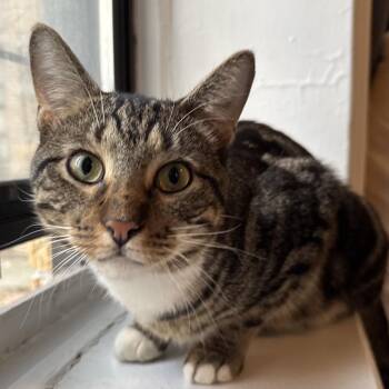 Domestic Short Hair Cats Available for Adoption in Westhampton, New York - Rumpy | PetCurious