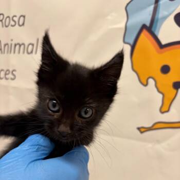 Domestic Short Hair Cats Available for Adoption in Milton, Florida - Seth | PetCurious