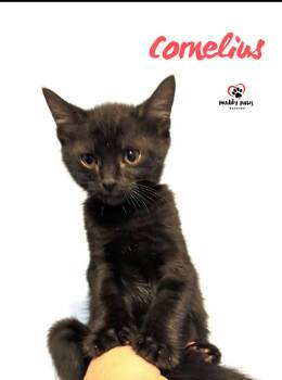 The Misfits:  Cornelius -  Domestic Short Hair Cat for Adoption in Council Bluffs, Iowa - The Misfits:  Cornelius | PetCurious