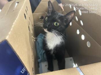 Domestic Short Hair Cats Available for Adoption in Ocala, Florida - A383268 | PetCurious