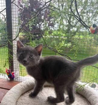 Gripette -  Domestic Short Hair Cat for Adoption in Sainte-martine, Quebec - Gripette | PetCurious