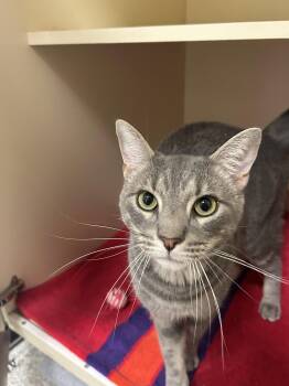 Grady -  Domestic Short Hair Cat for Adoption in Lancaster, Pennsylvania - Grady | PetCurious