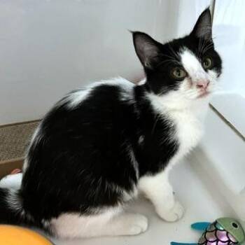 Myrtle -  Domestic Short Hair Cat for Adoption - Myrtle | PetCurious