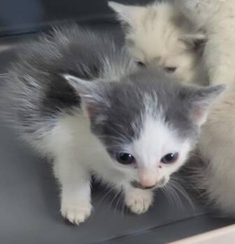 Kc4 -  Domestic Short Hair Cat for Adoption in Lawrenceville, Georgia - Kc4 | PetCurious