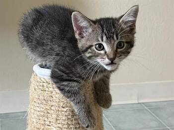 PARKER -  Domestic Short Hair Cat for Adoption in Colorado Springs, Colorado - PARKER | PetCurious