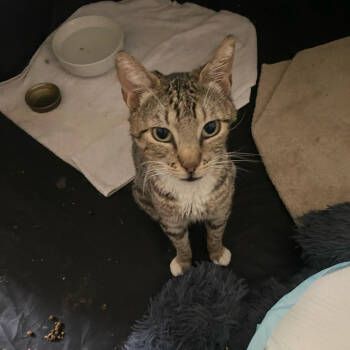 Rescue Domestic Short Hair Cats for Adoption in Kanab, Utah - Cleo | PetCurious