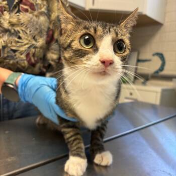 Rescue Domestic Short Hair Cats for Adoption in Ruckersville, Virginia - Chanterelle | PetCurious
