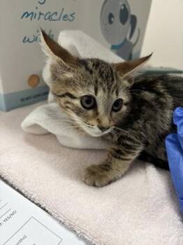 Talea -  Domestic Short Hair Cat for Adoption in Sacramento, California - Talea | PetCurious