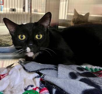 Combos -  Domestic Short Hair Cat for Adoption in Moundsville, West Virginia - Combos | PetCurious