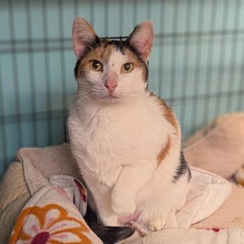 Domestic Short Hair Cats Available for Adoption - Lucille | PetCurious