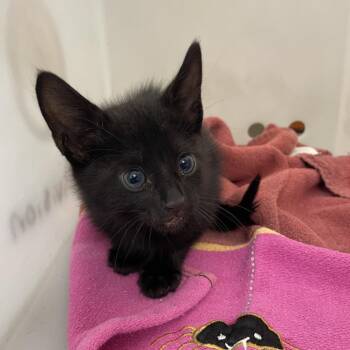 Dimitri -  Domestic Short Hair Cat for Adoption in Columbus, Georgia - Dimitri | PetCurious