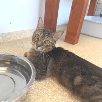 Ronaldo -  Domestic Short Hair Cat for Adoption in Riverwoods, Illinois - Ronaldo | PetCurious