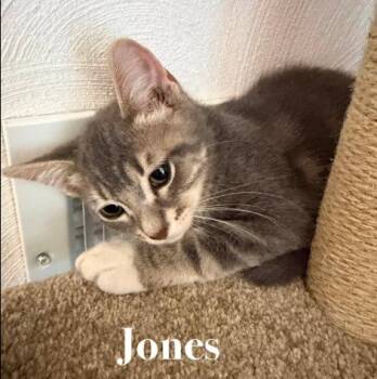 Jones -  Domestic Short Hair Cat for Adoption in Battle Creek, Michigan - Jones | PetCurious