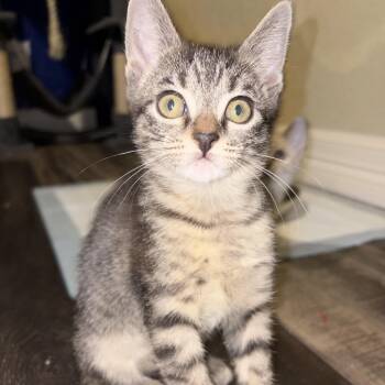Sofia -  Domestic Short Hair Cat for Adoption in Liverpool, Texas - Sofia | PetCurious