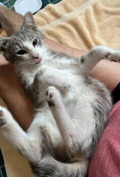 Athos (a rescued kitten who loves to be on your lap) -  Tabby Cat for Adoption in Lemoyne, Pennsylvania - Athos (a Rescued Kitten Who Loves To Be On Your Lap) | PetCurious