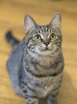 Rescue Domestic Short Hair Cats for Adoption in Vine Grove, Kentucky - Kendra | PetCurious