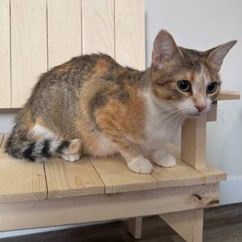 Domestic Short Hair Cats Available for Adoption - Caliope | PetCurious