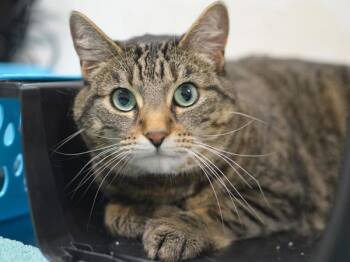 Domestic Short Hair Cats Available for Adoption - Twix | PetCurious