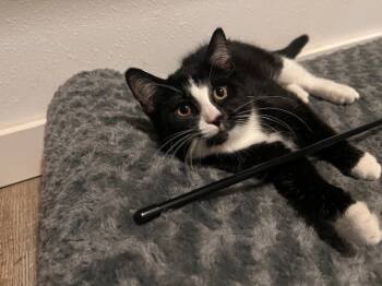 Rescue Domestic Short Hair Cats for Adoption in Fort Collins, Colorado - Moped | PetCurious