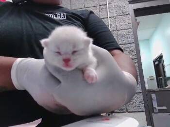 5 -  Domestic Short Hair Cat for Adoption in Tulsa, Oklahoma - 5 | PetCurious