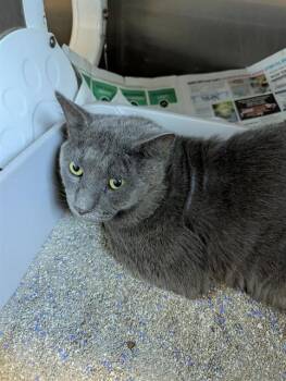 JOE -  Domestic Short Hair Cat for Adoption in Brunswick, Georgia - JOE | PetCurious