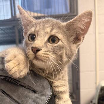 Cannon Ball-C -  Domestic Short Hair Cat for Adoption in East St. Louis, Illinois - Cannon Ball-C | PetCurious