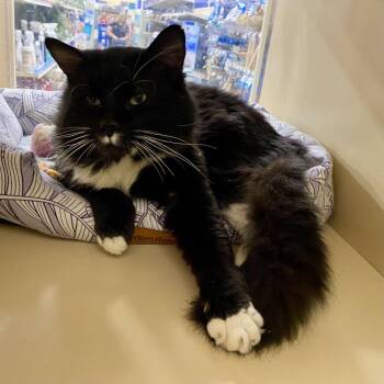 Domestic Long Hair Cats Available for Adoption in Greenville, South Carolina - Tuck | PetCurious