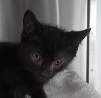 Wabbit -  Domestic Short Hair Cat for Adoption in Vancouver, Washington - Wabbit | PetCurious
