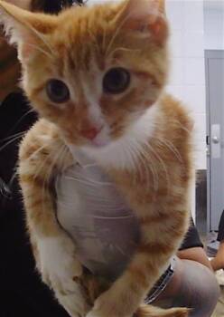 A1265532 -  Domestic Short Hair Cat for Adoption in Charlotte, North Carolina - A1265532 | PetCurious