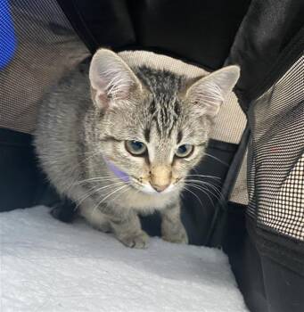 KIKI -  Domestic Short Hair Cat for Adoption in Dallas, Texas - KIKI | PetCurious