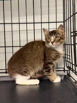 Athena -  Domestic Medium Hair Cat for Adoption in Metter, Georgia - Athena | PetCurious