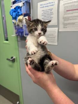 Dragonfly -  Domestic Short Hair Cat for Adoption in Bloomington, Indiana - Dragonfly | PetCurious