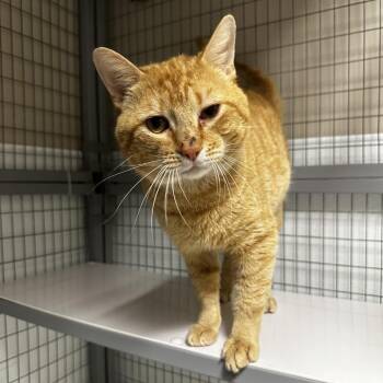 Domestic Short Hair Cats Available for Adoption in Blue Ridge, Georgia - Alaric | PetCurious