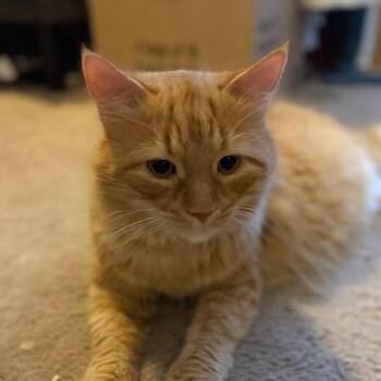 Bagel -  Domestic Long Hair Cat for Adoption in Greensboro, North Carolina - Bagel | PetCurious