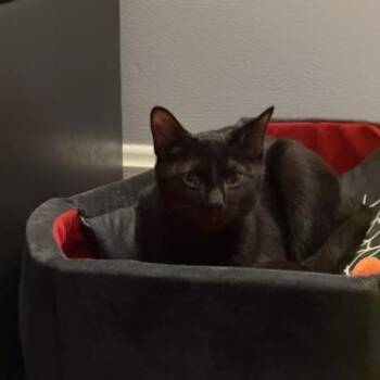 Bolton (Meaghan-Fostered in New England) -  Domestic Short Hair Cat for Adoption in Brighton, Tennessee - Bolton (Meaghan-Fostered In New England) | PetCurious