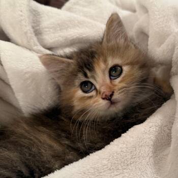 Cinnamon -  Domestic Long Hair and Calico Cat Available for Adoption in Knoxville, Tennessee - Cinnamon | PetCurious